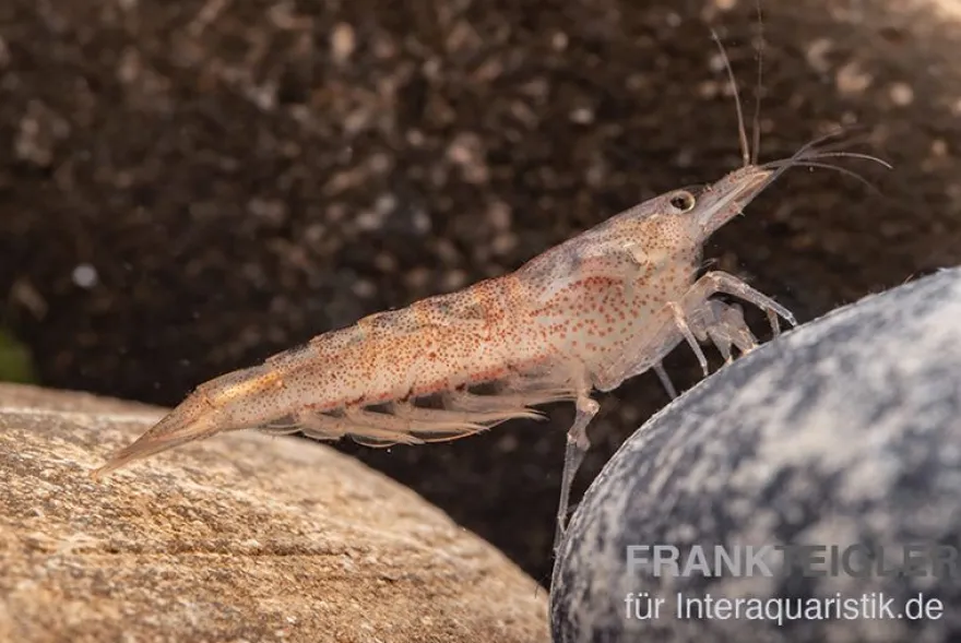 Australische Amanogarnele, Caridina typus (Rarität)