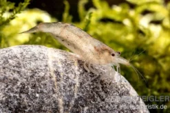 Australische Amanogarnele, Caridina typus (Rarität)