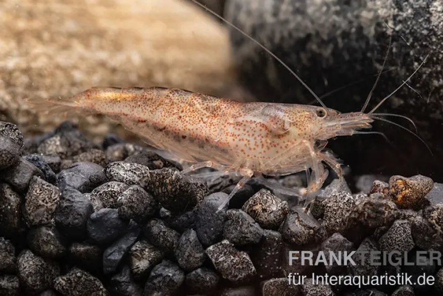 Australische Amanogarnele, Caridina typus (Rarität)