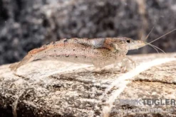 Australische Amanogarnele, Caridina typus (Rarität)