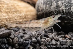 Australische Amanogarnele, Caridina typus (Rarität)