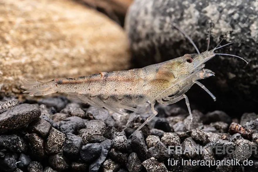 Australische Amanogarnele, Caridina typus (Rarität)