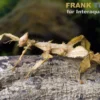 Australische Gespenstschrecke, Extatosoma tiaratum