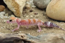 Australischer Dickschwanzgecko „Hypo“, Underwoodisaurus milii