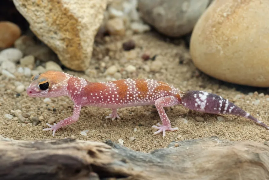 Australischer Dickschwanzgecko „Hypo“, Underwoodisaurus milii