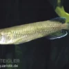 Australischer Knochenzüngler, Scleropages jardini, 17-20 cm