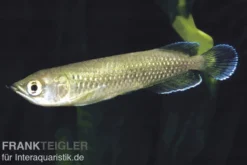 Australischer Knochenzüngler, Scleropages jardini, 17-20 cm