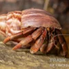 Australischer Landeinsiedlerkrebs, Coenobita variabilis