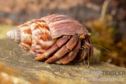 Australischer Landeinsiedlerkrebs, Coenobita variabilis