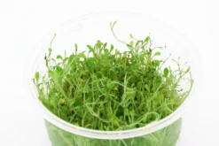 Australisches Zungenblatt, Glossostigma elatinoides, In Vitro