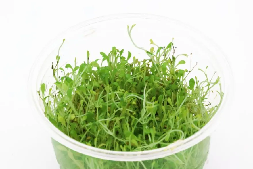 Australisches Zungenblatt, Glossostigma elatinoides, In Vitro
