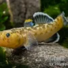 Australische Wüstengrundel, Chlamydogobius eremius