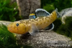 Australische Wüstengrundel, Chlamydogobius eremius