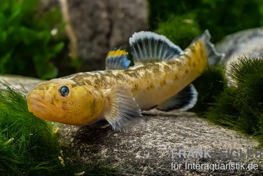 Australische Wüstengrundel, Chlamydogobius eremius
