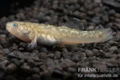 Australische Wüstengrundel, Chlamydogobius eremius