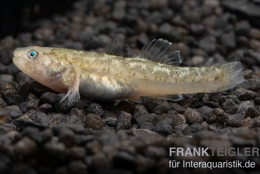 Australische Wüstengrundel, Chlamydogobius eremius