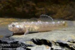 Australische Wüstengrundel, Chlamydogobius eremius