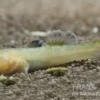 Australische Wüstengrundel GOLD, Chlamydogobius eremius GOLD