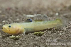 Australische Wüstengrundel GOLD, Chlamydogobius eremius GOLD