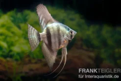 Avatar Zebra-Skalar, Pterophyllum scalare