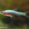 Axelrods Bärbling blau, Sundadanio goblinus (axelrodi blau I)