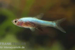 Axelrods Bärbling blau, Sundadanio goblinus (axelrodi blau I)