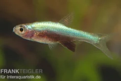 Axelrods Bärbling blau, Sundadanio goblinus (axelrodi blau I)