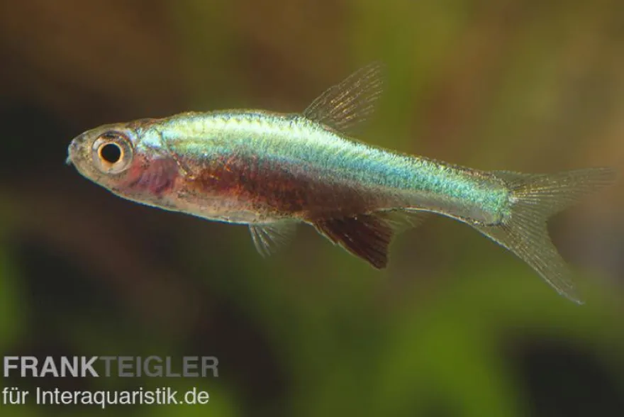 Axelrods Bärbling blau, Sundadanio goblinus (axelrodi blau I)