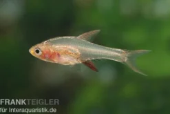Axelrods Bärbling rot, Rasbora axelrodi (Minifisch)
