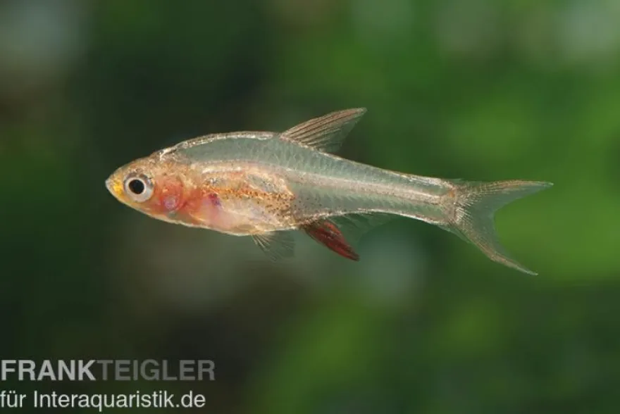 Axelrods Bärbling rot, Rasbora axelrodi (Minifisch)