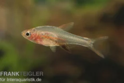 Axelrods Bärbling rot, Rasbora axelrodi (Minifisch)