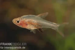 Axelrods Bärbling rot, Rasbora axelrodi (Minifisch)