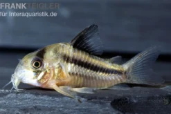 Axelrods Panzerwels, Corydoras axelrodi