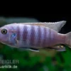 Axelrods Zwergmaulbrüter, Cynotilapia axelrodi