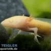 Axolotl albino XL, Ambystoma mexicanum 18 cm