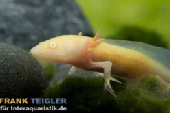 Axolotl albino XL, Ambystoma mexicanum 18 cm