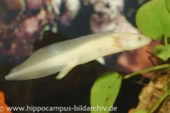 Axolotl albino XL, Ambystoma mexicanum 18 cm
