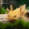 Axolotl kupfer, Ambystoma mexicanum