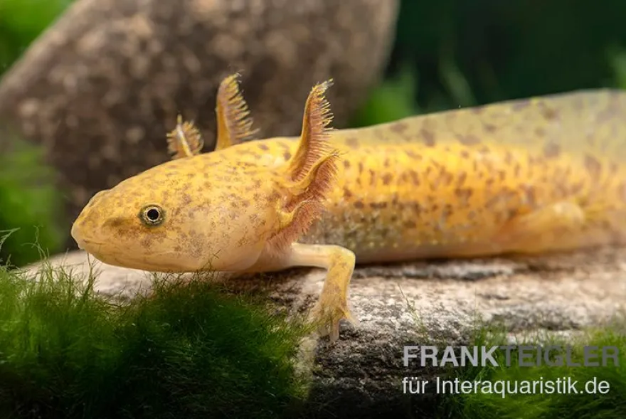 Axolotl kupfer, Ambystoma mexicanum