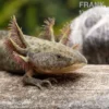 Axolotl naturfarben, Ambystoma mexicanum