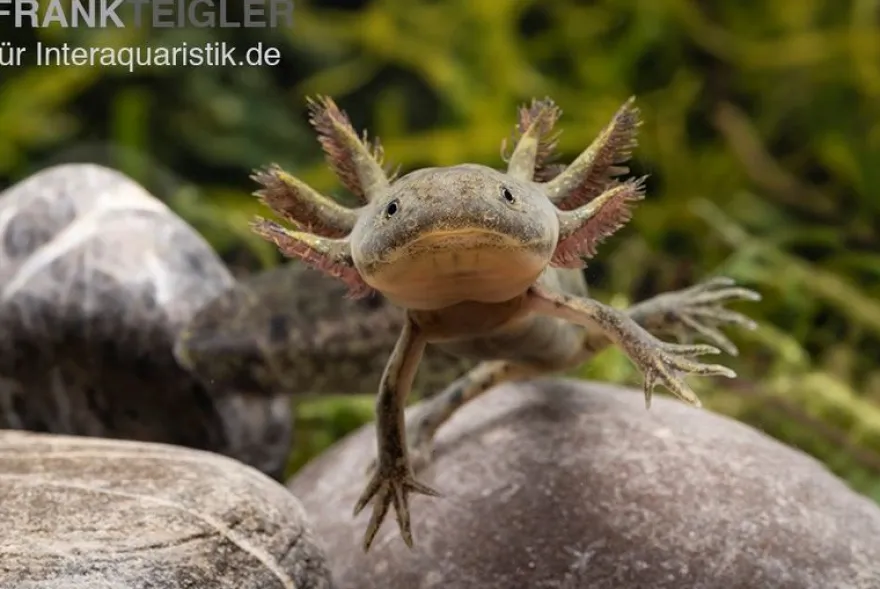 Axolotl naturfarben, Ambystoma mexicanum