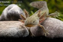 Axolotl naturfarben, Ambystoma mexicanum
