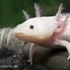 Axolotl Weißling, Ambystoma mexicanum XL, 18 cm
