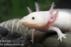 Axolotl Weißling, Ambystoma mexicanum XL, 18 cm