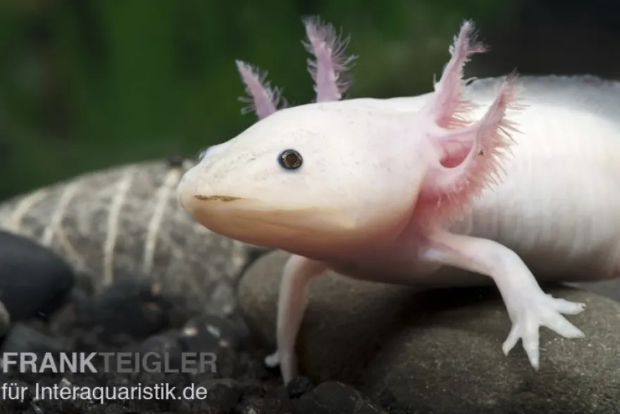 Axolotl Weißling, Ambystoma mexicanum XL, 18 cm