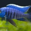 Azur-Cichlide, Copadichromis azureus Likoma, DNZ