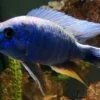 Azurcichlide, Sciaenochromis fryeri "Eisberg", 4-6 cm DNZ