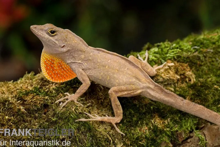 Bahama-Anolis, Anolis sagrei, Ohne Geschlechtsauswahl