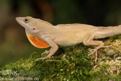 Bahama-Anolis, Anolis sagrei, Ohne Geschlechtsauswahl