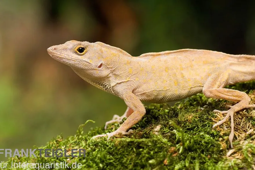 Bahama-Anolis, Anolis sagrei, Ohne Geschlechtsauswahl